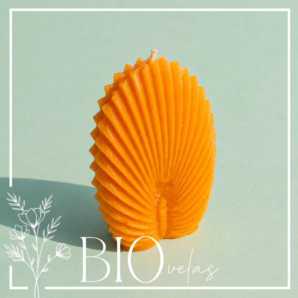 Ostra (sola) — Bio Velas